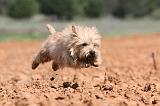 CAIRN TERRIER 210